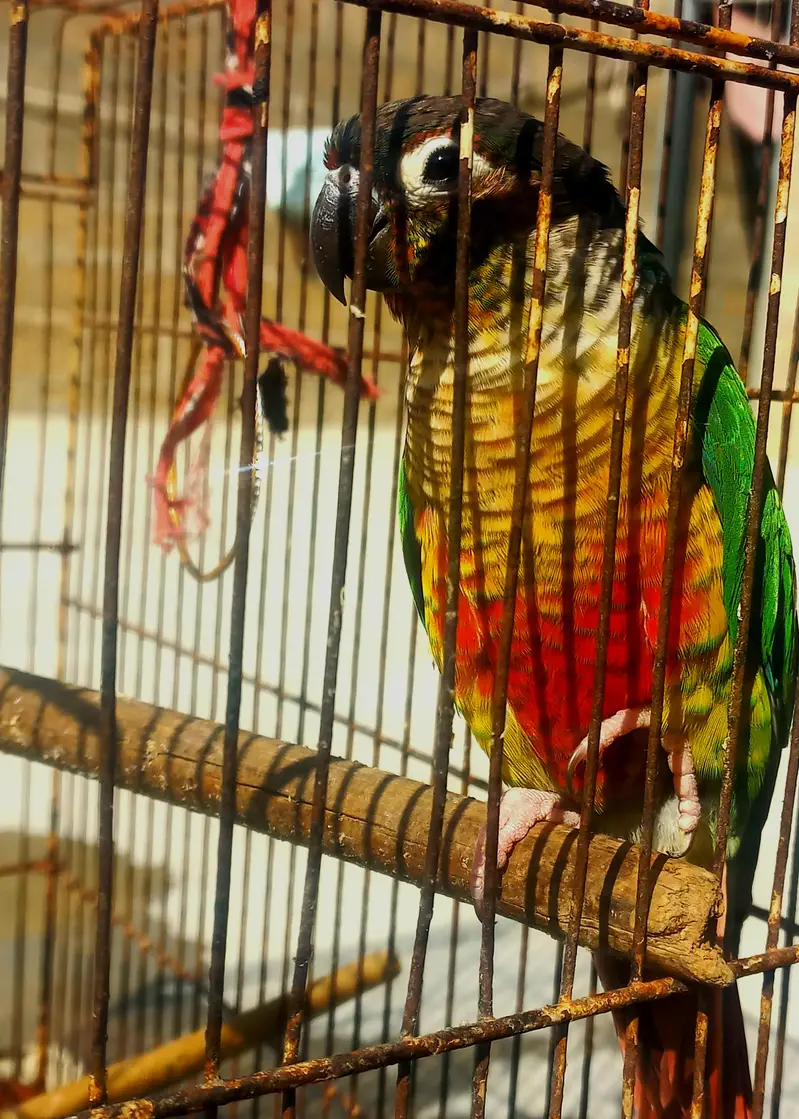 black head conure for sall — photo 2