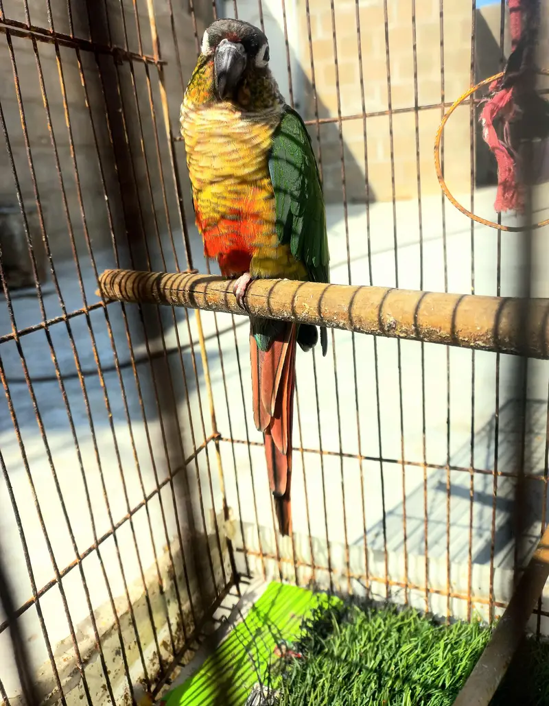 black head conure for sall — photo 3