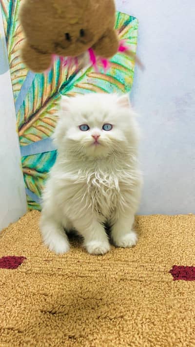 cash on delivery available Persian punch face cat kitten