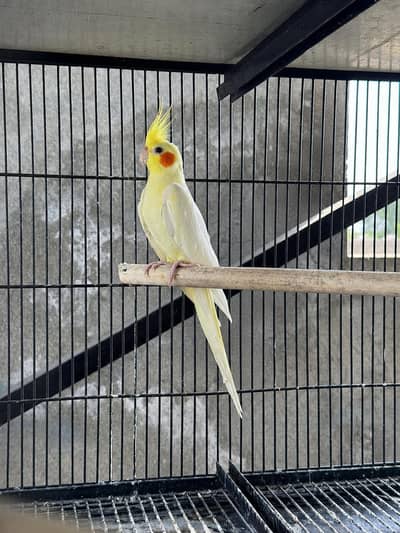 exhibition MALE cocktail