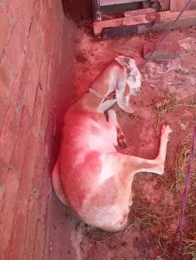 Teddy bakriya hai 2 aik bachy deny wali hai or bari bakri doodh daiti