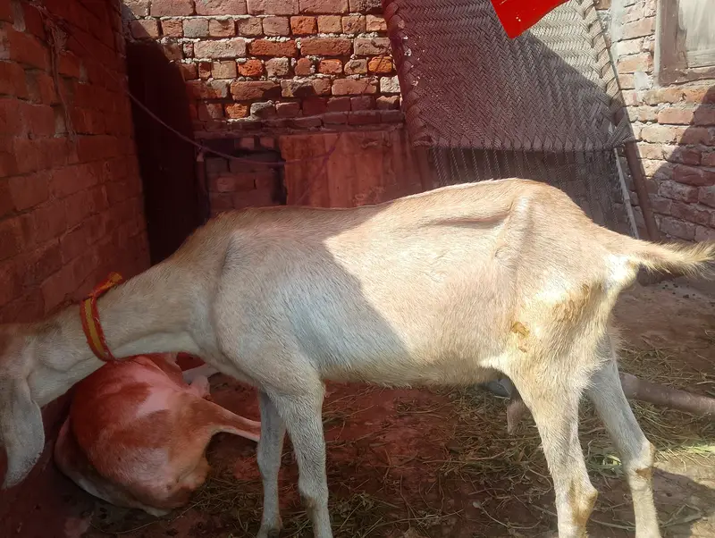 Teddy bakriya hai 2 aik bachy deny wali hai or bari bakri doodh daiti — photo 2