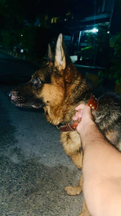 German shepherd male