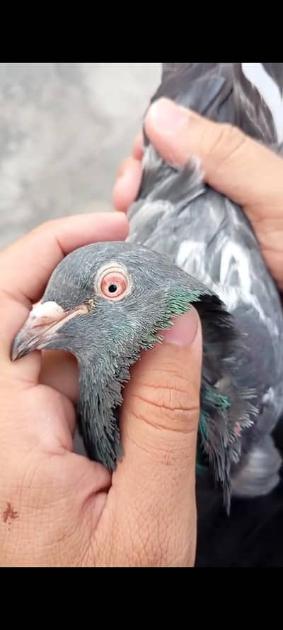 breedar Birds