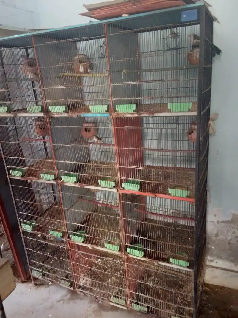 12 portion cage