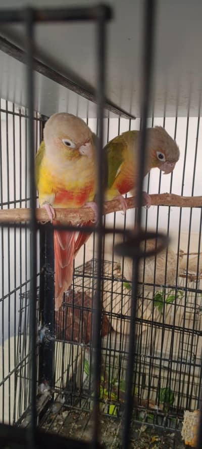 breeder painappel conure Dna