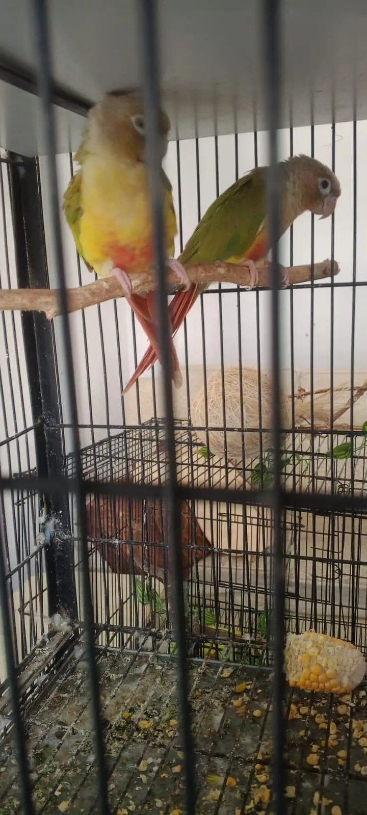breeder painappel conure Dna — photo 2