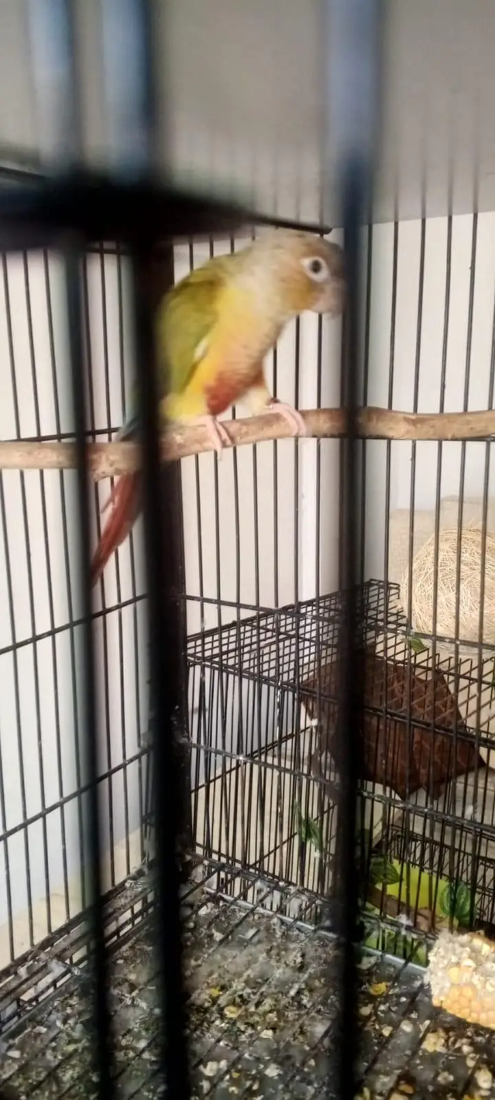 breeder painappel conure Dna — photo 3