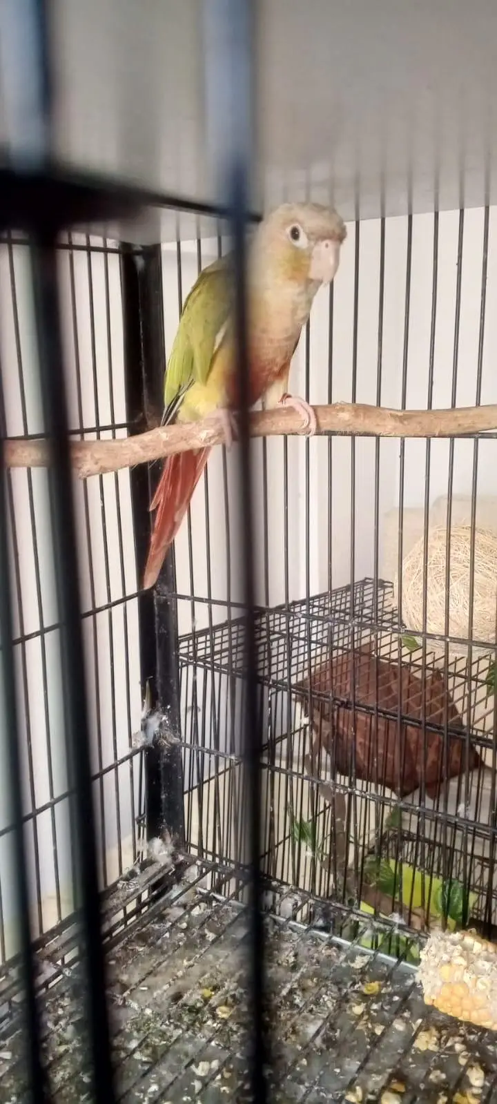 breeder painappel conure Dna — photo 4