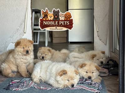 Chow Chow pedigreed puppies available for import