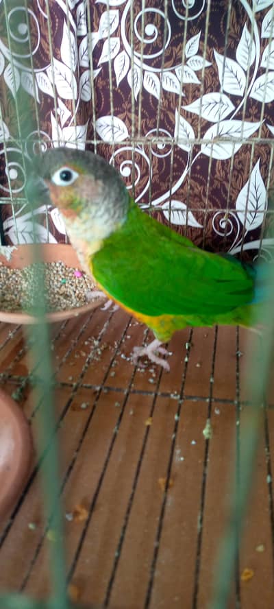 Green cheeked conure