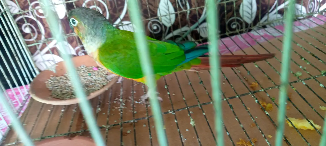 Green cheeked conure — photo 2