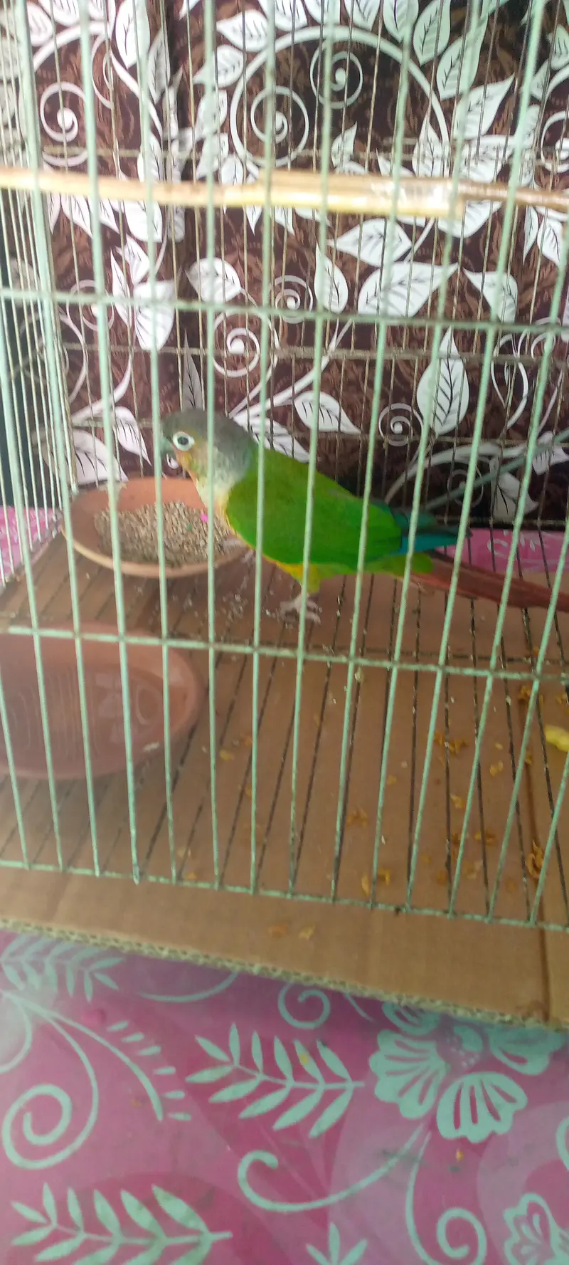 Green cheeked conure — photo 3