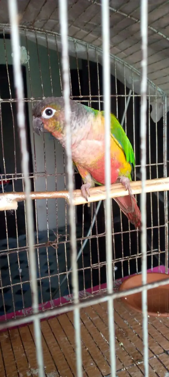 Green cheeked conure — photo 4