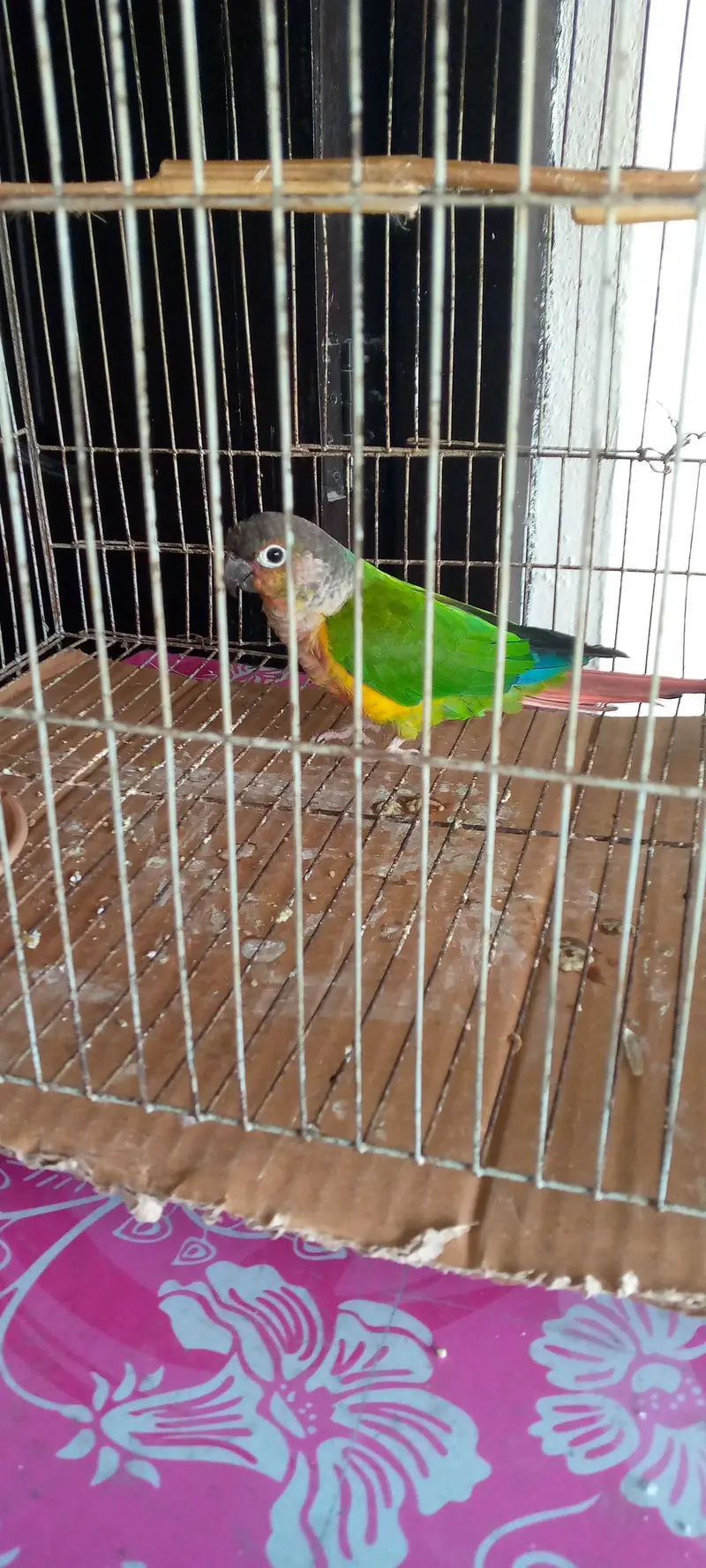 Green cheeked conure — photo 7