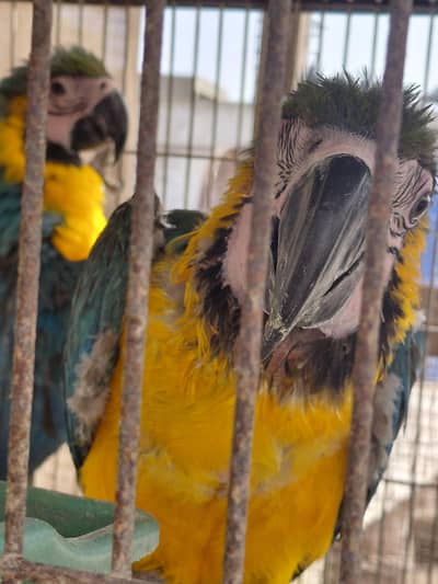 macaw blue and gold self chicks