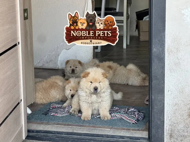 Chow Chow puppies pedigreed with passport available for import — photo 2