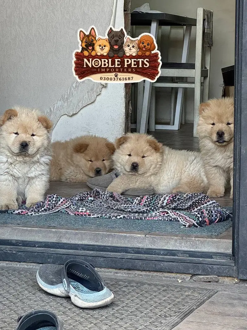 Chow Chow puppies pedigreed with passport available for import — photo 3