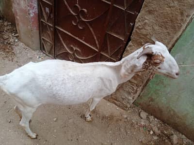 Goat For Sale