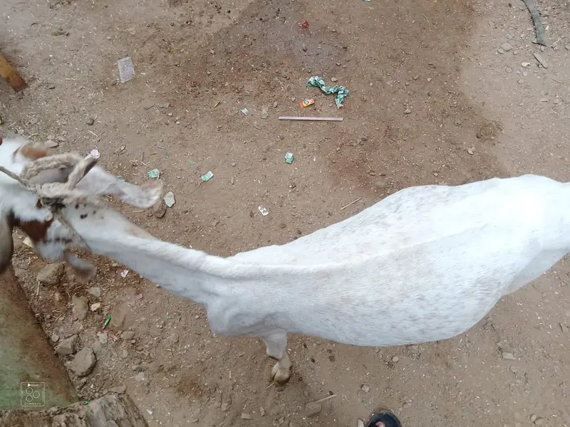 Goat For Sale — photo 2
