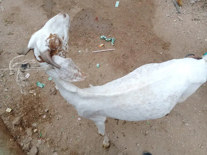 Goat For Sale — photo 3
