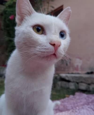 Rare white male cat with two-colored eyes