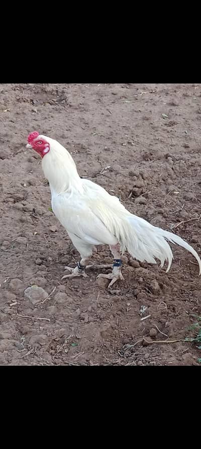 herra pair for sale location chakwal