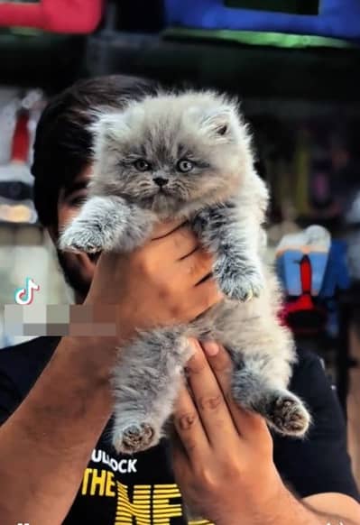 persian kitten /cute kitten | triple coated/ punch face_cute cat