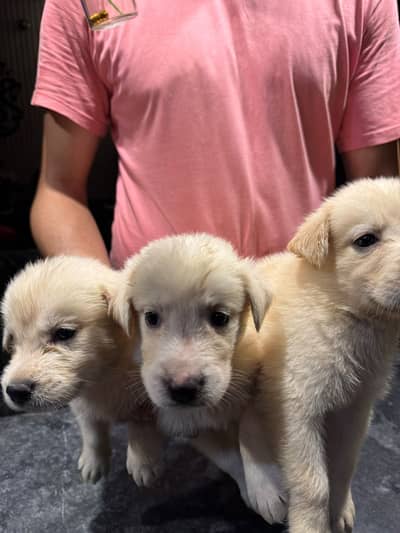Golden Retriever Puppies