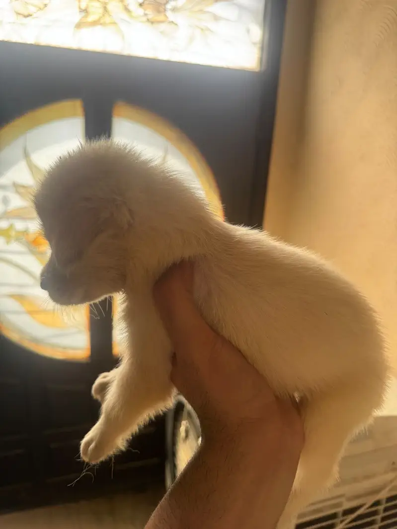 Golden Retriever Puppies — photo 2