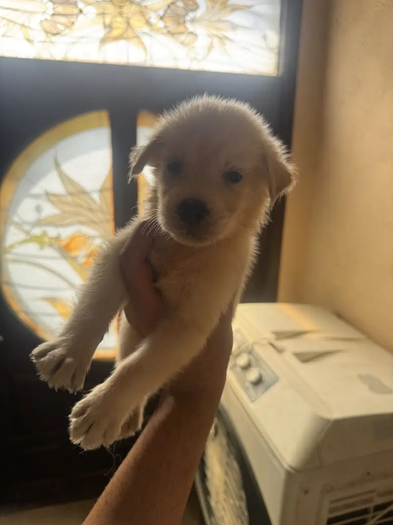 Golden Retriever Puppies — photo 3
