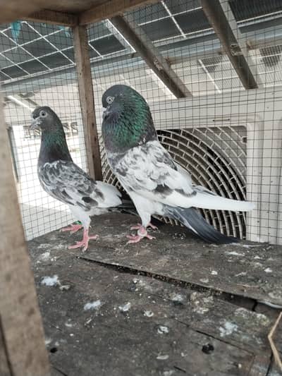 for sale kabootar