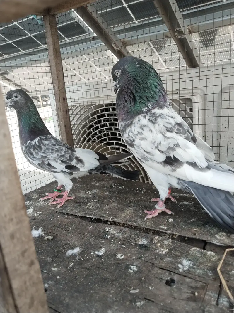 for sale kabootar — photo 2