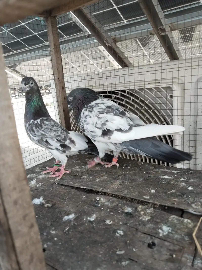 for sale kabootar — photo 3