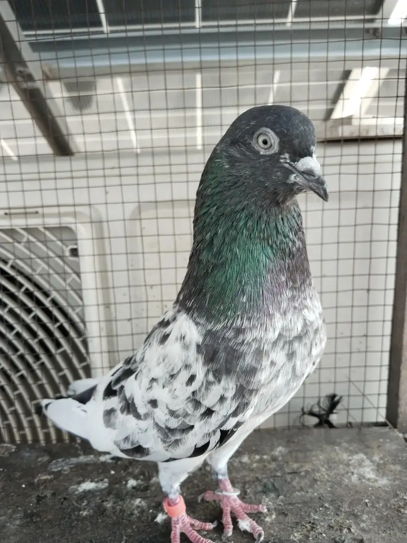 for sale kabootar — photo 4