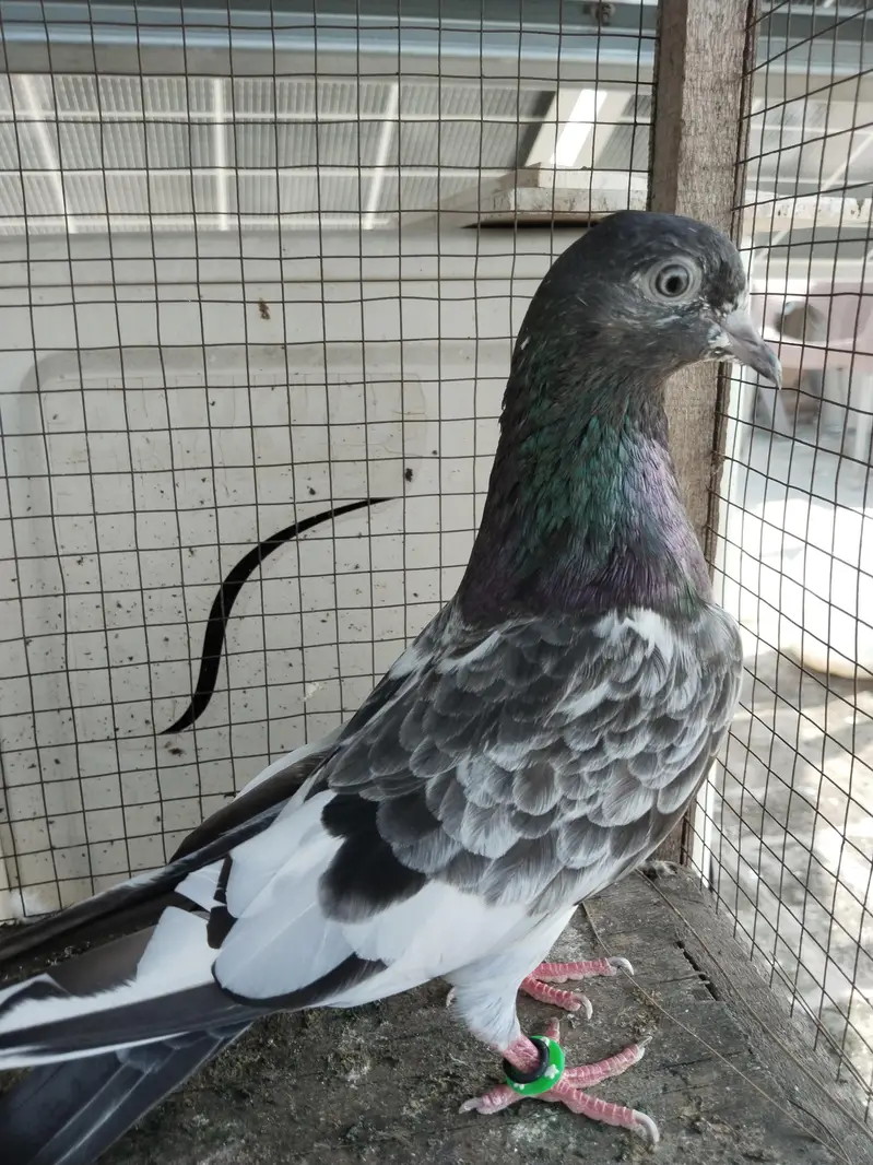 for sale kabootar — photo 5