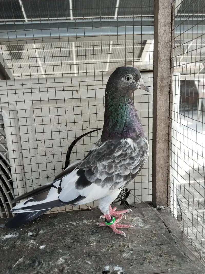 for sale kabootar — photo 6
