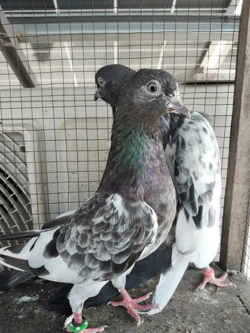 for sale kabootar — photo 7