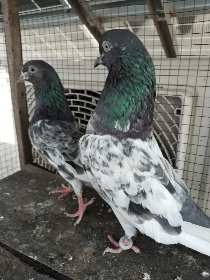 for sale kabootar — photo 8