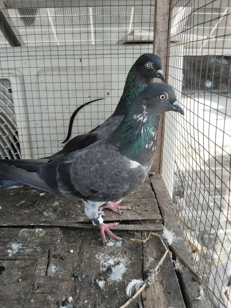 for sale kabootar — photo 9