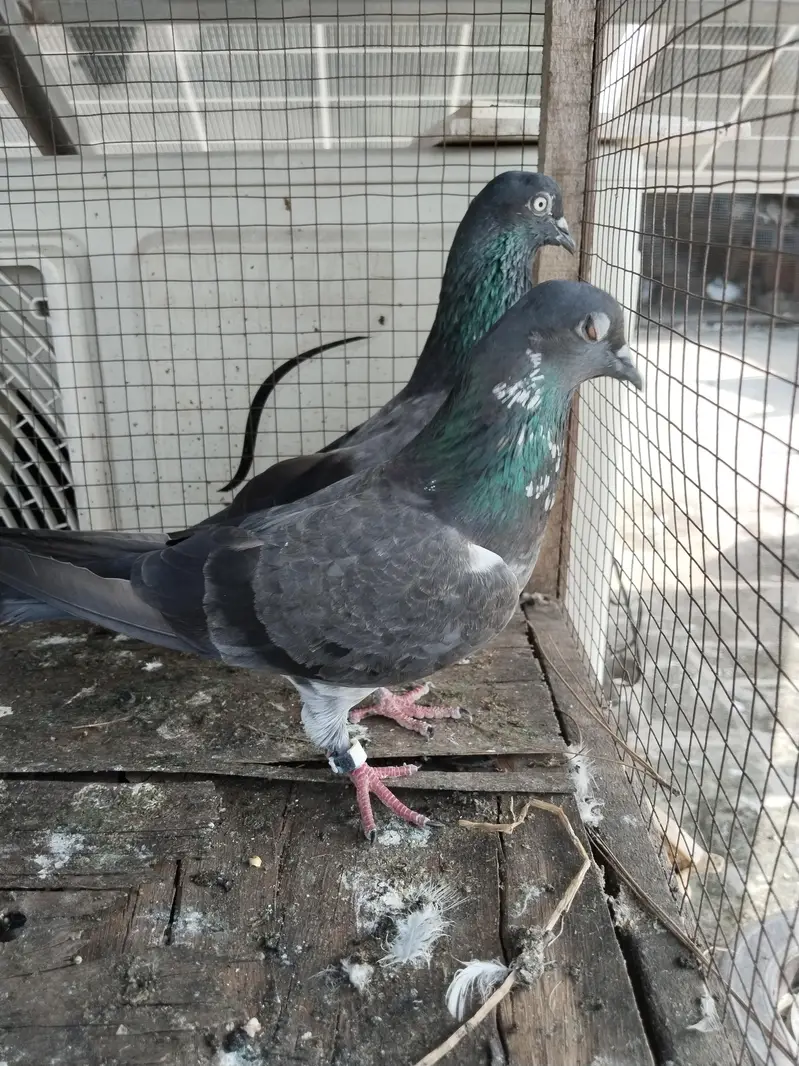 for sale kabootar — photo 10