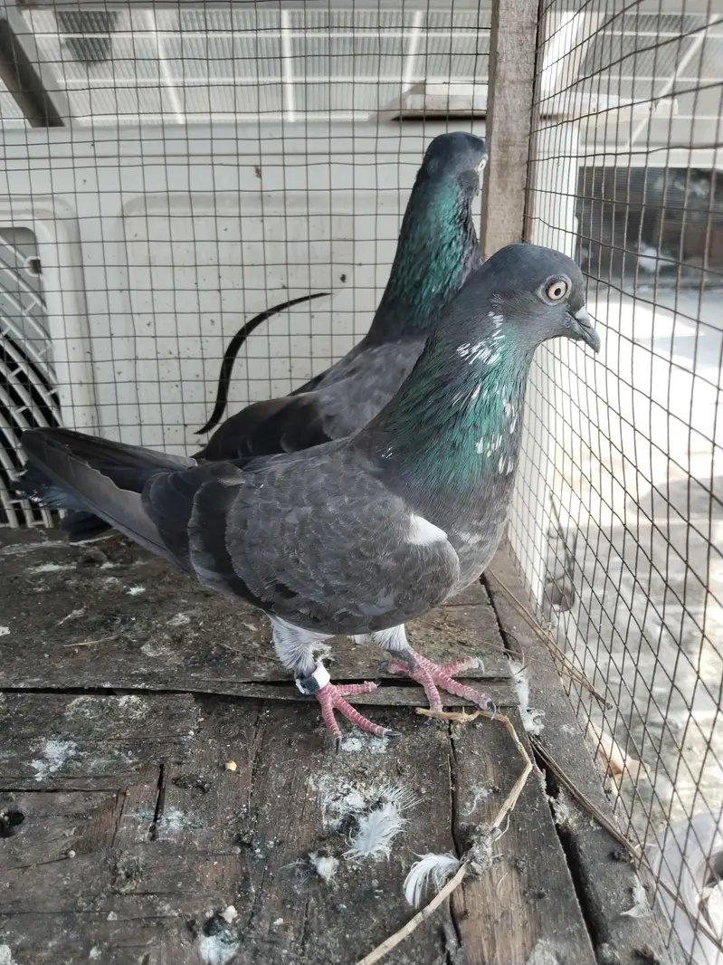 for sale kabootar — photo 11