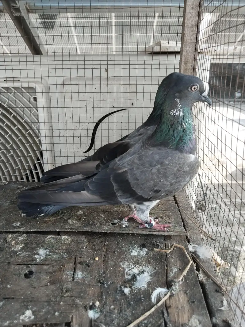 for sale kabootar — photo 12