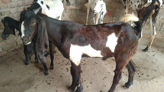 bital for sale