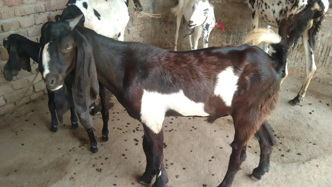 bital for sale