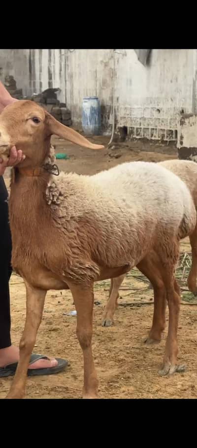 Turkish Sheep
