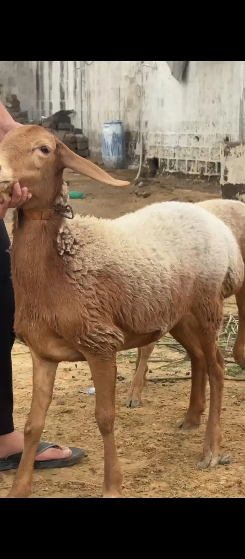 Turkish Sheep