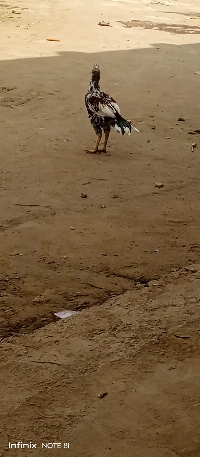 aseel cheena out class phatta — photo 2
