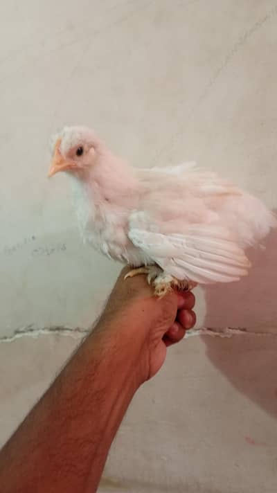 Healthy Bantam Chicks Pair