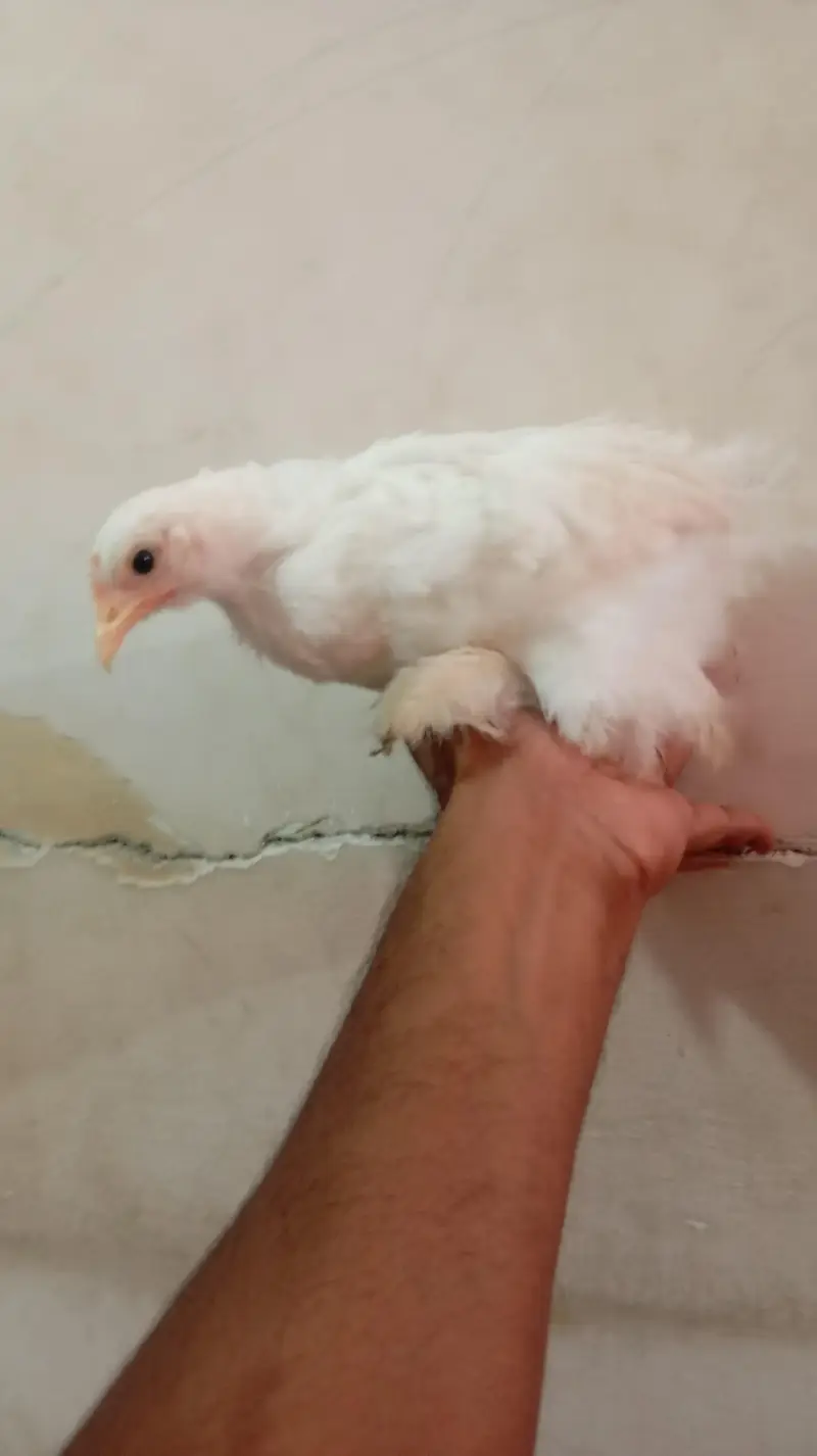 Healthy Bantam Chicks Pair — photo 2